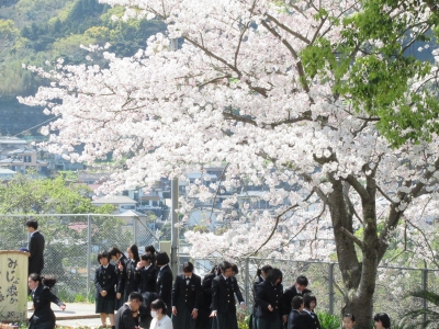 喜びの入学式 満開の桜と共に新入生を迎えました 長崎精道小学校 長崎精道中学校